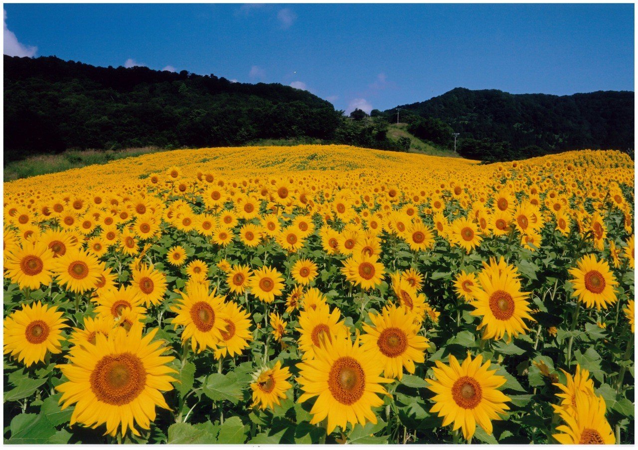 ⛷️ 三ノ倉スキー場(산노쿠라 스키조) 이미지 10